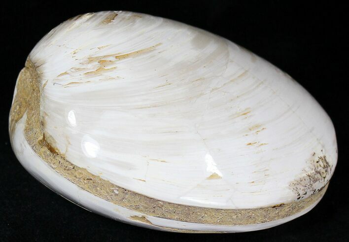 Wide Polished Fossil Clam - Jurassic #21780